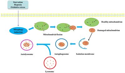 Phytochemicals: Targeting Mitophagy to Treat Metabolic Disorders